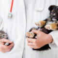 Pet Vaccination