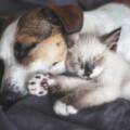 New Year’s Resolutions for Your Pets