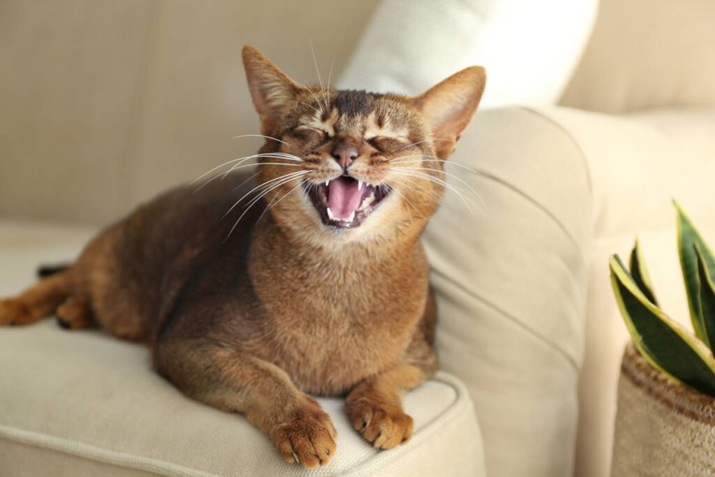 A cat lying on a couch yawning, Pet Dental Care: What Every Pet Owner Needs to Know