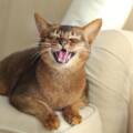 Pet Dental Care: What Every Pet Owner Needs to Know