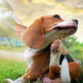 Pet Allergy Care Support for Itchy Pets