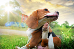 Pet Allergy Care Support for Itchy Pets, A dog scratching itself