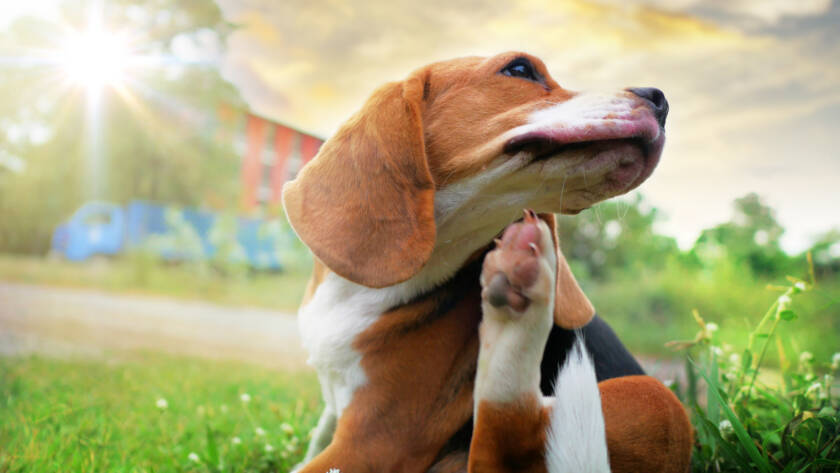 Pet Allergy Care Support for Itchy Pets, A dog scratching itself