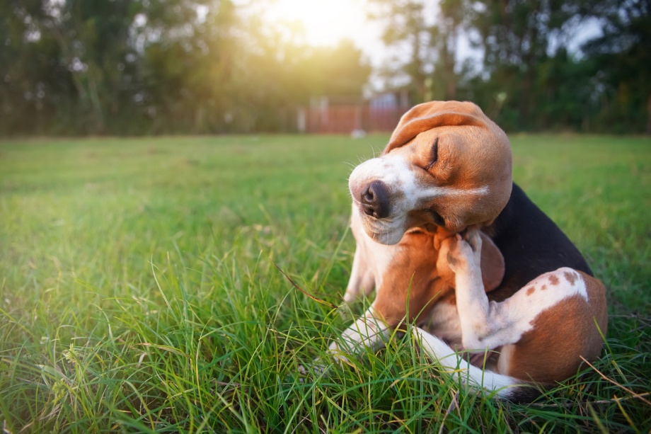  Pet Allergy Care, A dog scratching itself