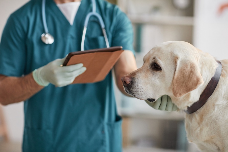  Pet Allergy Care, A dog at the vet