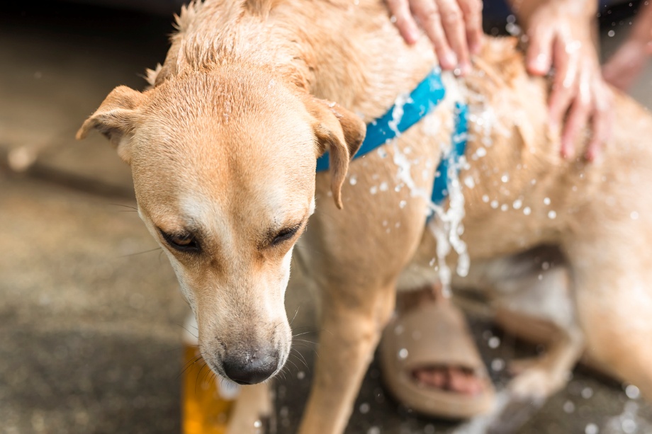  Pet Allergy Care, A dog getting washed
