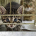 Celebrate Adopt a Cat Month with Schoolcraft Veterinary Clinic