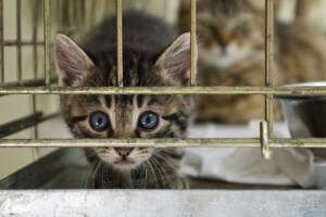 Celebrate Adopt a Cat Month with Schoolcraft Veterinary Clinic, A cat looking at the camera