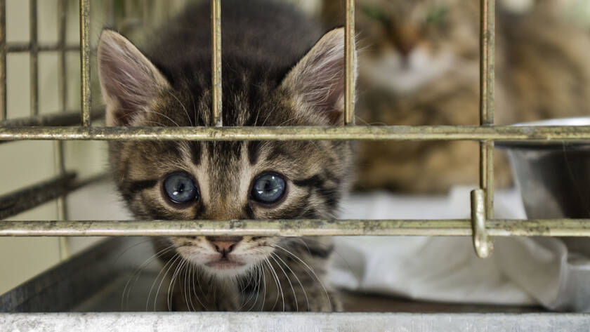 Celebrate Adopt a Cat Month with Schoolcraft Veterinary Clinic, A cat looking at the camera