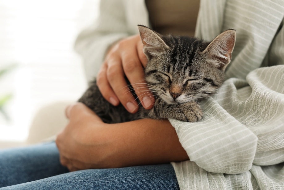 Adopt a cat, A cat sleeping on a persons lap
