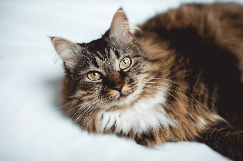 Adopt a cat, A cat lying down