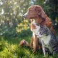 Zoonotic Diseases in Dogs and Cats: What Michigan Pet Owners Should Know