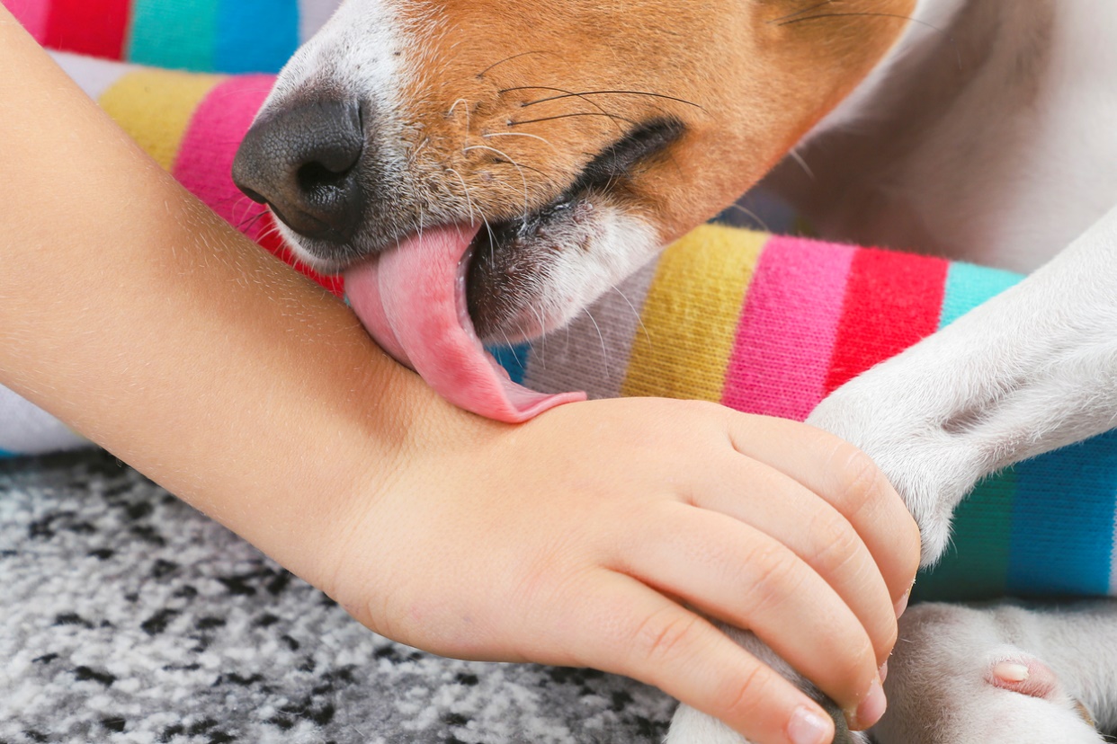 zoonotic disease, A dog licking a persons arm