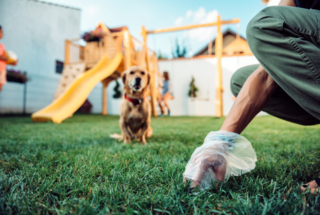 zoonotic disease, a picture of a dog in a back yard sitting there while a person picks up the poo with a plastic bag