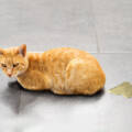 Why Is My Cat or Dog Peeing More Than Usual? Understanding the Warning Signs
