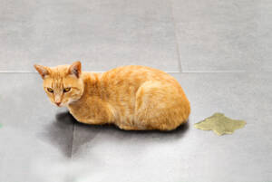 Why Is My Cat or Dog Peeing More Than Usual? Understanding the Warning Signs, An orange cat sitting next to a urine puddle