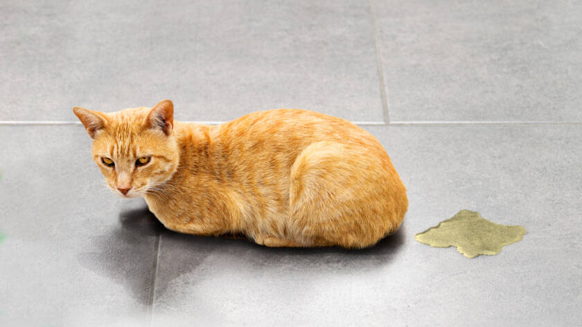 Why Is My Cat or Dog Peeing More Than Usual? Understanding the Warning Signs, An orange cat sitting next to a urine puddle