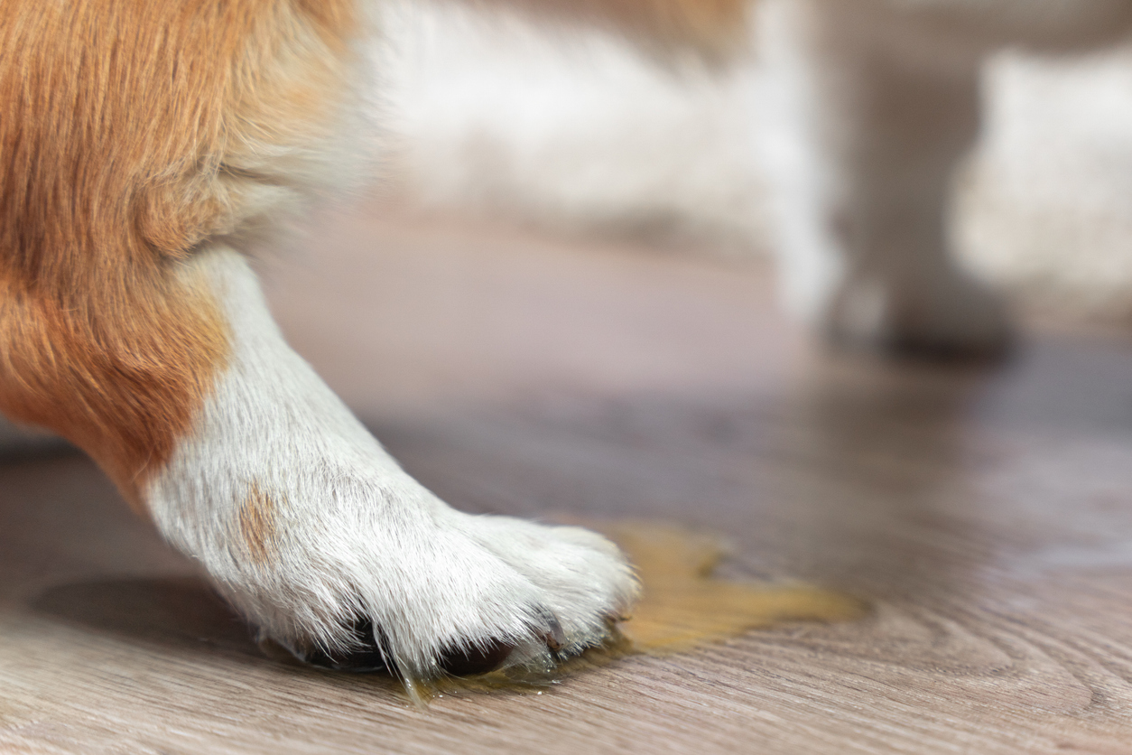 cat or dog peeing more than usual, A dogs paw next to a puddle of pee