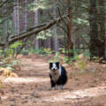 Fall Pet Care Guide: Seasonal Safety Tips from Schoolcraft Veterinary Clinic