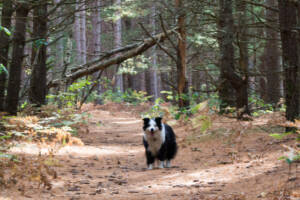 Fall Pet Care Guide: Seasonal Safety Tips from Schoolcraft Veterinary Clinic, A beautiful Border Collie walking along a path in Northern Michigan on a warm fall day.
