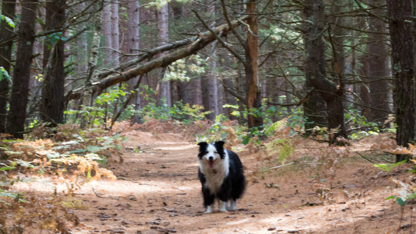 Fall Pet Care Guide: Seasonal Safety Tips from Schoolcraft Veterinary Clinic, A beautiful Border Collie walking along a path in Northern Michigan on a warm fall day.