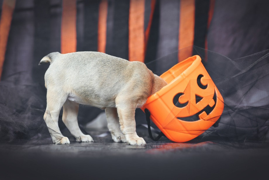 Fall pet care guide, A dog with its head in a halloween bucket