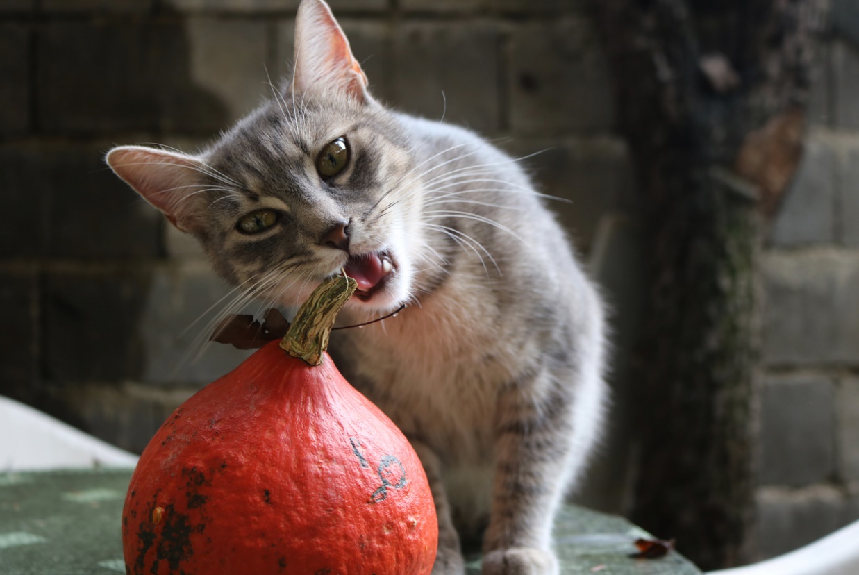 Fall pet care guide, A cat eating a pumpkin