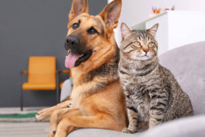 Spotting the Signs: Pet Cancer Awareness for Dogs and Cats, A dog and a cat sitting together