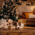 Holiday Pet Travel & Safety Tips: Keeping Dogs and Cats Happy All Season Long