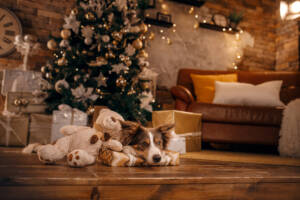 Holiday Pet Travel & Safety Tips: Keeping Dogs and Cats Happy All Season Long, dog in the Christmas interior. Border Collie in New Year's decorations at home