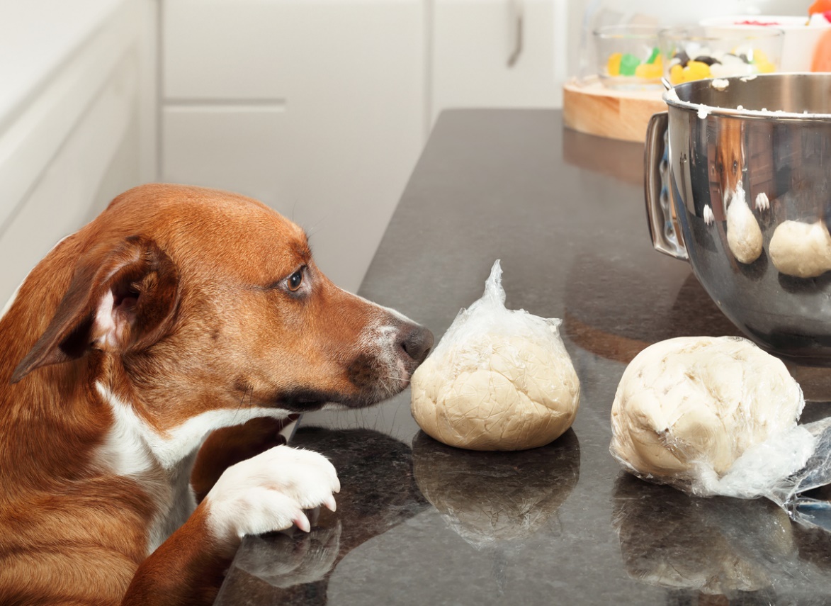 Holiday pet travel and safety, A dog with its paws on the counter top looking at some food