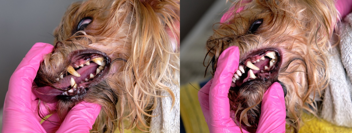 bad breath in dogs and cats, Side-by-side images showing a small dog’s mouth before and after a dental cleaning, with heavy tartar and gum inflammation on the left and clean, healthy-looking teeth on the right.