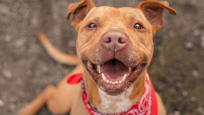 Happy tan dog wearing a red bandana, sitting outdoors and looking up with a wide, friendly smile showing clean teeth., Bad Breath in Dogs and Cats: What It May Be Telling You