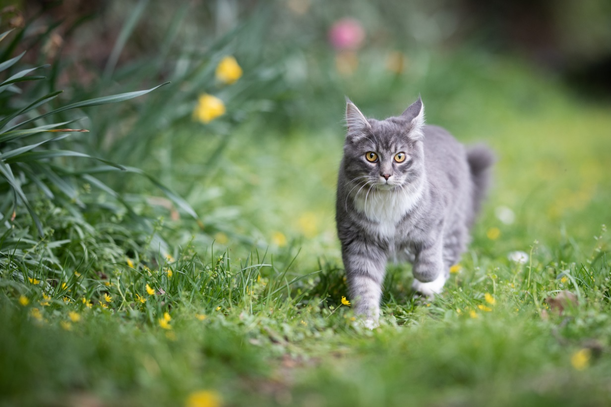 Gray cat walking through spring grass with small yellow wildflowers.