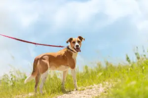 Dog on a leash walking along a grassy path on a bright spring day.
