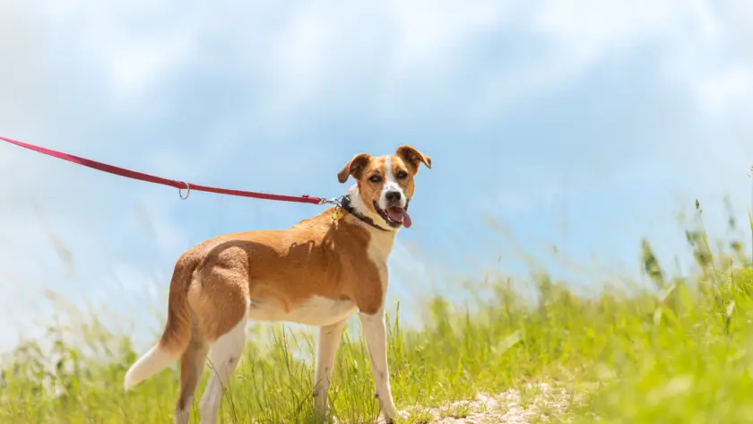 Dog on a leash walking along a grassy path on a bright spring day.