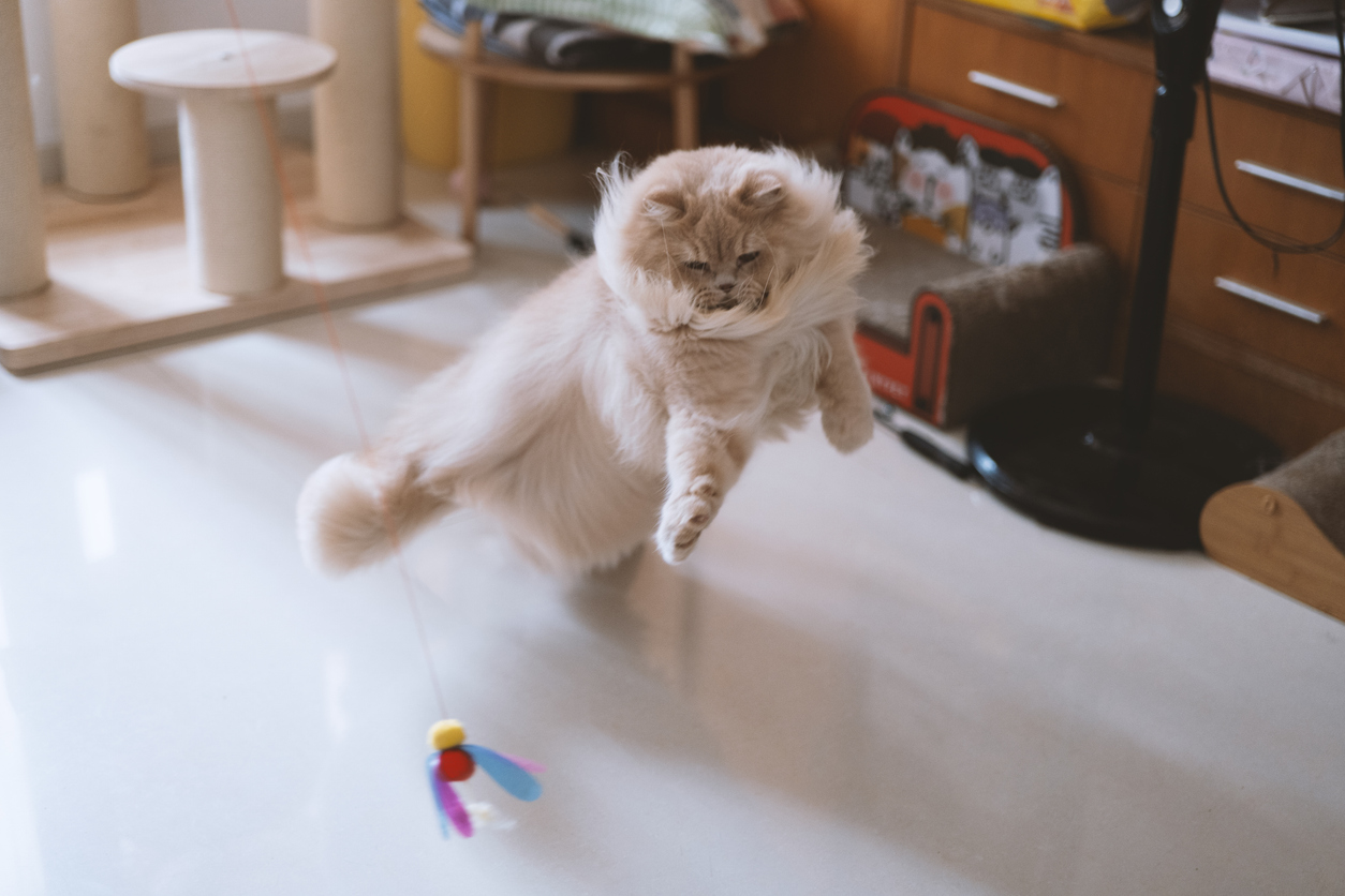 Fluffy cream cat mid-air jump playing with a colorful toy mouse.
