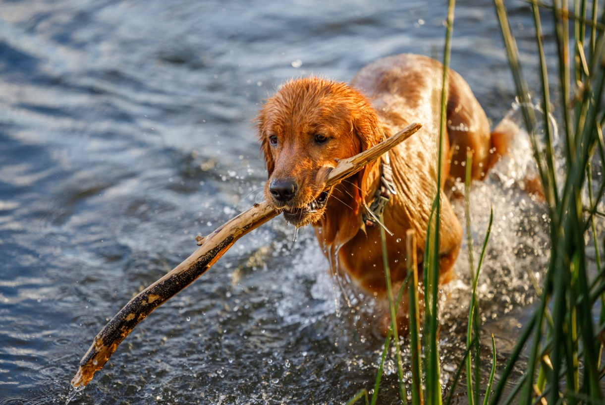 Golden retriever dog playing fetch with a stick in shallow water.