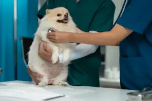 Veterinarian using stethoscope to examine a Pomeranian dog's chest during a medical check-up in clinic.