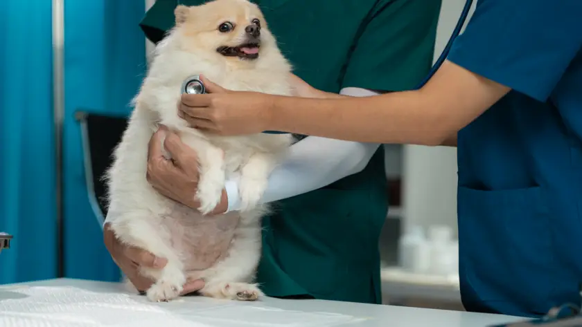 Veterinarian using stethoscope to examine a Pomeranian dog's chest during a medical check-up in clinic.