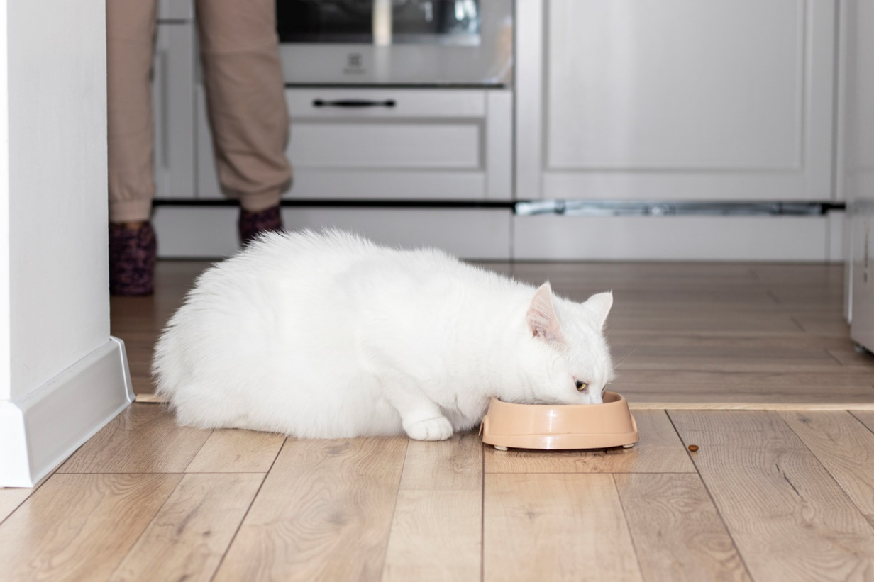 A fluffy white cat eats from a tan bowl on a wooden floor, with a person in beige sweatpants standing in the background.