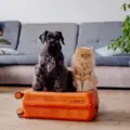 Pet Boarding and Travel Checklist for Summer Trips