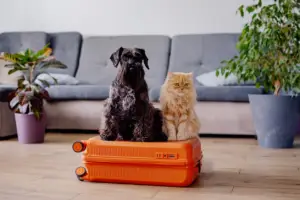 Dog and cat sitting together on an orange suitcase in a living room, representing pets ready for travel or boarding preparations.