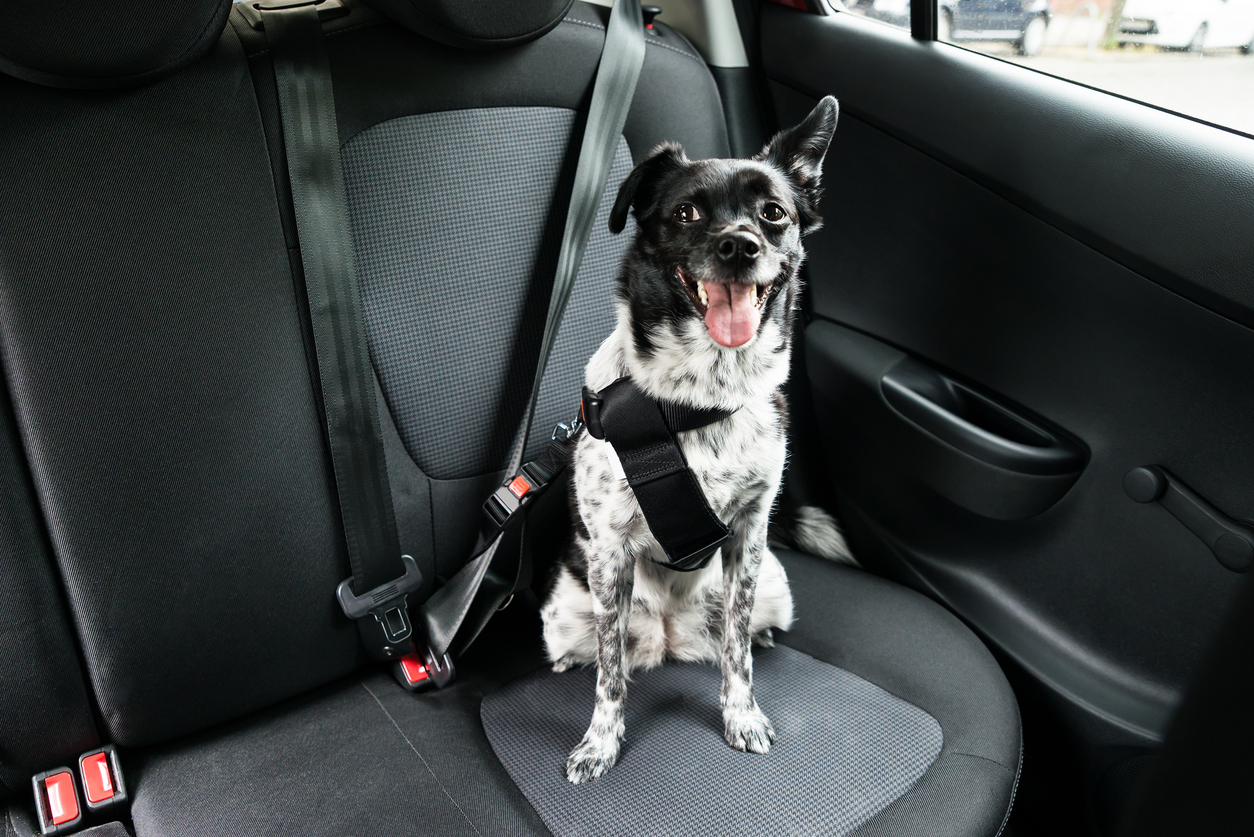 Medium black-and-white dog secured with a seatbelt harness, sitting on a car seat illustrating safe pet travel in a vehicle.