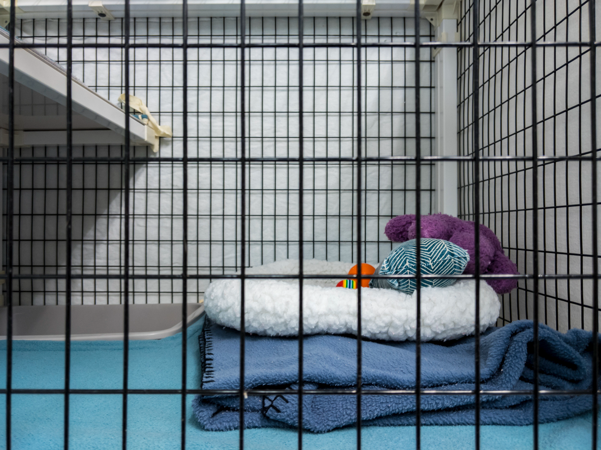 Clean pet boarding kennel with soft bedding, blankets, and toys, illustrating a comfortable environment for dogs or cats during boarding.
