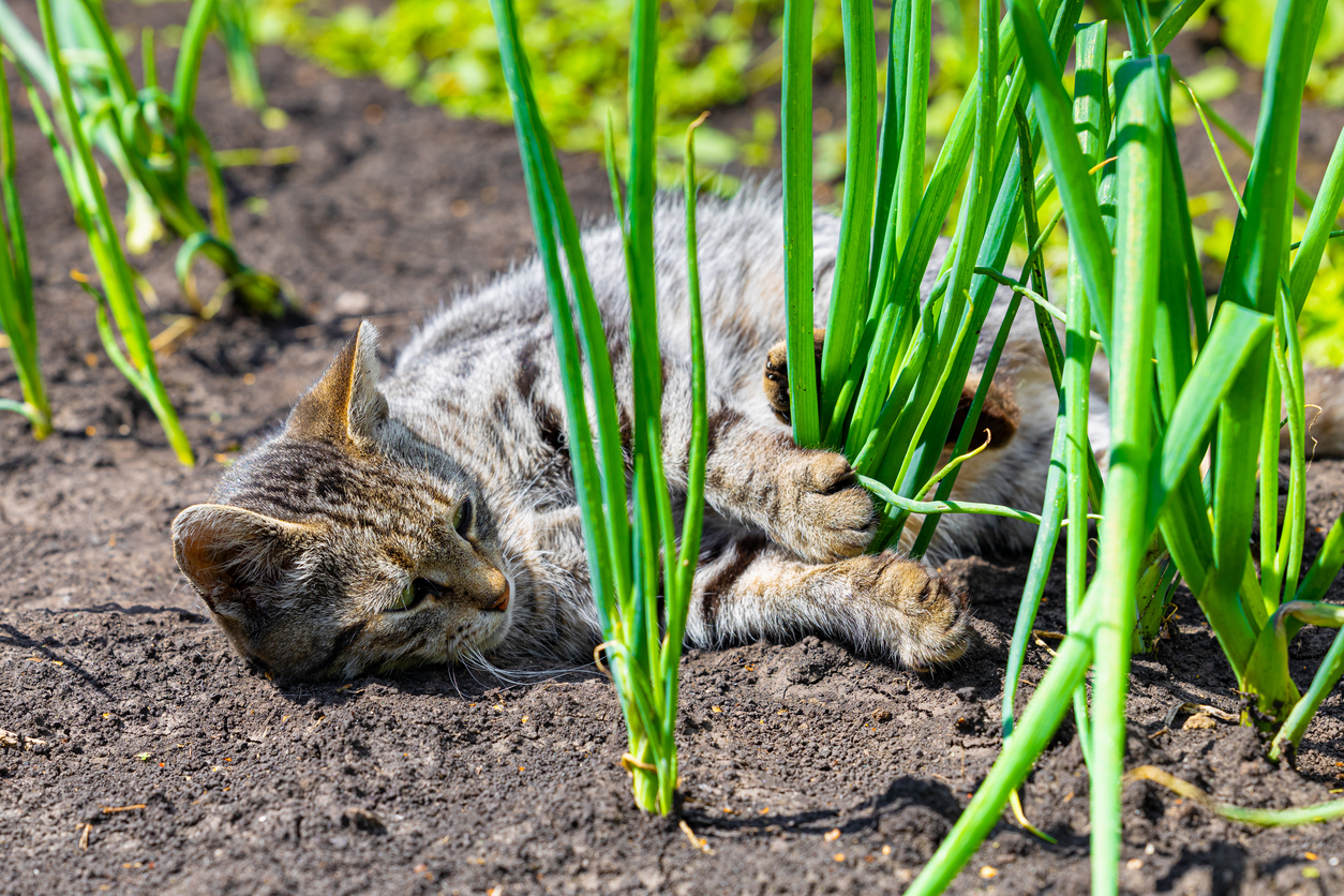 Cat resting among onion plants in a vegetable garden, highlighting toxic garden vegetables that can be harmful to pets.