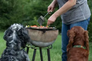 Two dogs watching food cook on an outdoor grill during a summer backyard gathering.