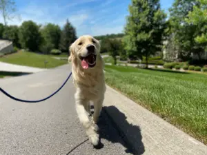 Senior Golden Retriever enjoying a walk outdoors, highlighting mobility and quality of life in aging pets.