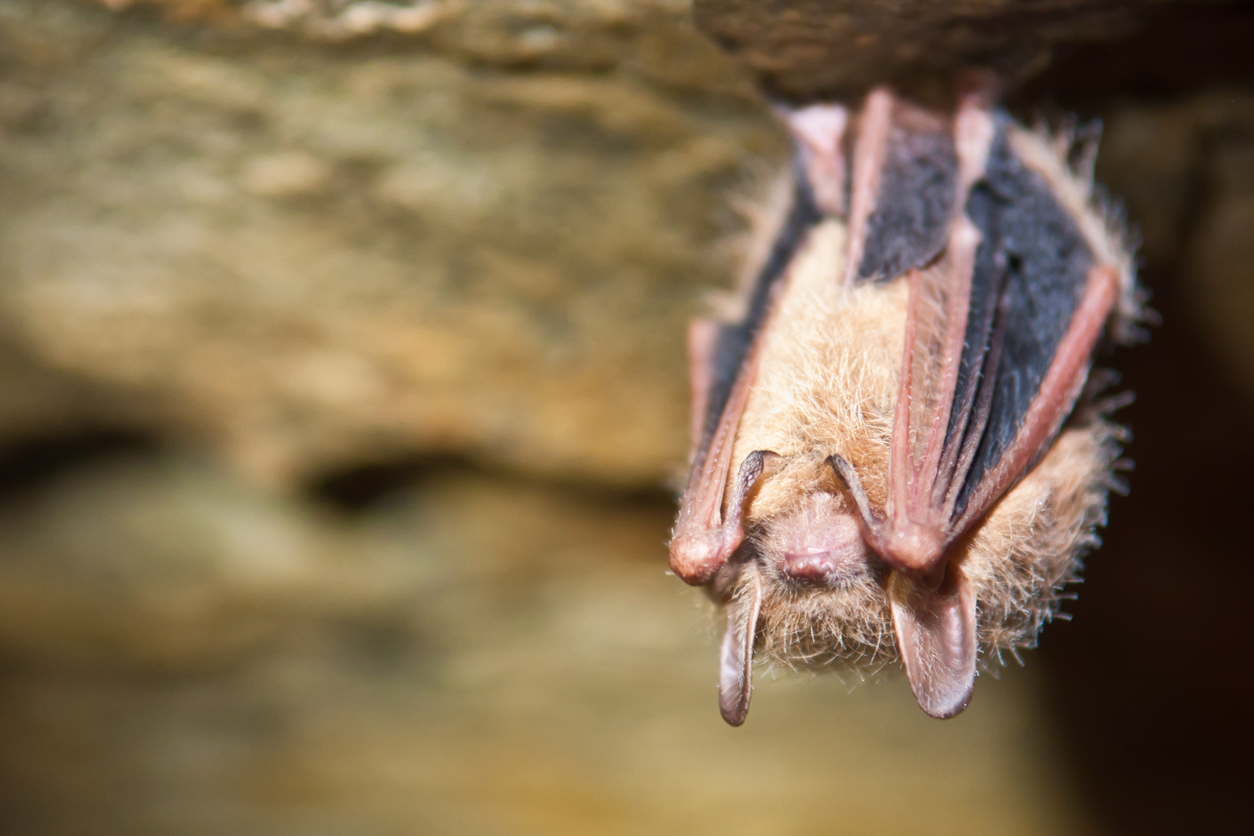 Bat resting on a tree branch, representing Michigan's primary wildlife carrier of rabies.