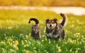 Dog and cat together outdoors, illustrating the importance of rabies vaccination for pets in Michigan.